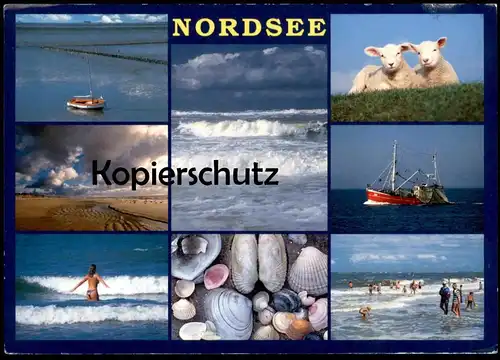 POSTKARTE NORDSEE MEER MUSCHEL COQUILLAGE DE MER SCHAFE FRAU SEMI NUDE WOMAN Sea Shell shell postcard Ansichtskarte