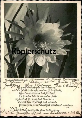 ALTE POSTKARTE UMSONNTE BLÜTENSCHÖNHEIT BLÜTE E. HASE VIEL GLÜCK UND FREUDE Blume Blumen flower Ansichtskarte postcard