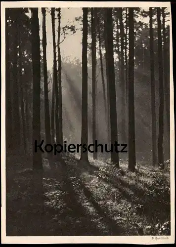 ALTE POSTKARTE LANDSCHAFT WALD G. HANDWERK LANDSCHAFTSSTUDIE Fotografie Photographie photography postcard cpa AK