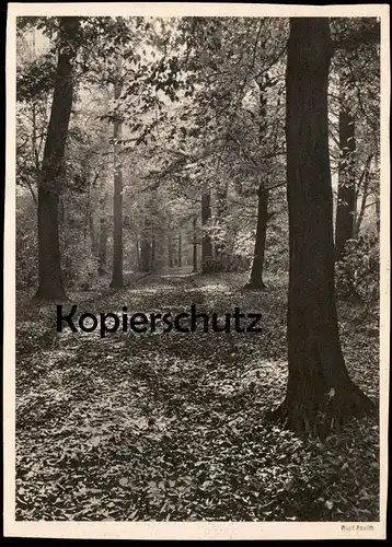 ALTE POSTKARTE LANDSCHAFT WALD KURT LAUSCH LANDSCHAFTSSTUDIE Fotografie Photographie photography postcard cpa AK