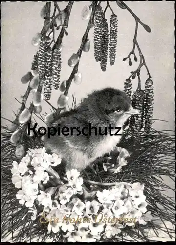 ALTE POSTKARTE EIN FROHES OSTERFEST KÜKEN Ostern Easter poussin biggy chick Schwarz-weiss Foto Photo AK cpa postcard