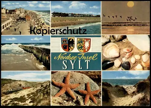 ÄLTERE POSTKARTE INSEL SYLT MUSCHEL SEESTERN sea shell starfish coquillage de mer cpa postcard AK Ansichtskarte