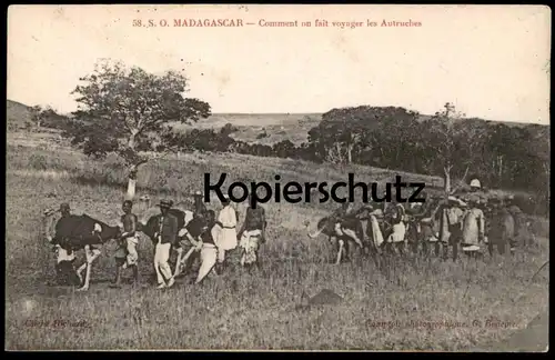 ALTE POSTKARTE MADAGASCAR COMMENT ON FAIT VOYAGER LES AUTRUCHES Vogel Strauss autruche ostrich Madagaskar cpa postcard