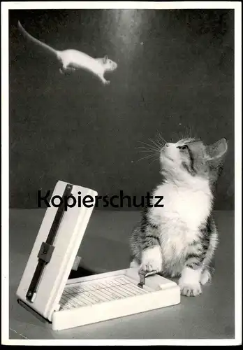 ÄLTERE POSTKARTE JUNGE KATZE & MAUS flying visit mouse cat souris chat Stubentiger Ansichtskarte postcard AK cpa