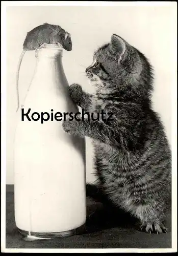 ÄLTERE POSTKARTE JUNGE KATZE & MAUS MILCHFLASCHE MILCH mouse cat souris chat Stubentiger Ansichtskarte postcard AK cpa