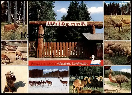 ÄLTERE POSTKARTE WILDPARK LÖFFINGEN SCHWARZWALD HIRSCH Bär ours bear roe deer cerf Tierpark Ansichtskarte postcard AK