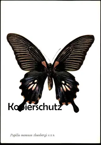 ÄLTERE POSTKARTE PAPILIO MEMNON THUNBERGI SIEB SCHMETTERLING BUTTERFLY Dagvlinder papillon insect insecte postcard AK