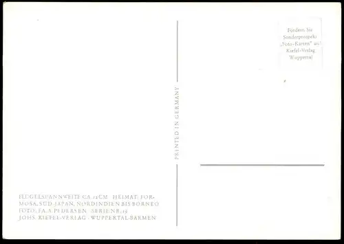 ÄLTERE POSTKARTE PAPILIO MEMNON THUNBERGI SIEB SCHMETTERLING BUTTERFLY Dagvlinder papillon insect insecte postcard AK