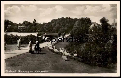ALTE POSTKARTE STRALSUND STIMMUNG AM KNIEPERTEICH FÜTTERUNG SCHWÄNE swan swans cygnes Teich Ansichtskarte cpa postcard