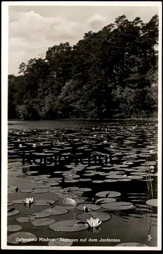 ALTE POSTKARTE MISDROY SEEROSEN AUF DEM JORDANSEE MIEDZYZDROJE Polen Polska Poland Ansichtskarte cpa postcard AK