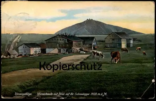 ALTE POSTKARTE RIESENGEBIRGE WIESENBAUDE MIT BLICK AUF SCHNEEKOPPE KÜHE cows vaches Schlesien Ansichtskarte postcard