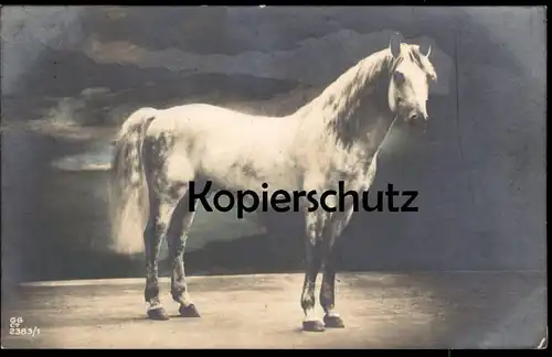ALTE POSTKARTE PFERD SCHIMMEL 1923 STEMPEL REGENSBURG Hengst white horse mould cheval blanc mouler AK cpa postcard