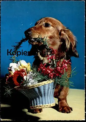 ÄLTERE POSTKARTE DACKEL MIT BLUMENKORB KORB HUND BADGER BASSET Dachshund Teckel basset dog chien Ansichtskarte postcard