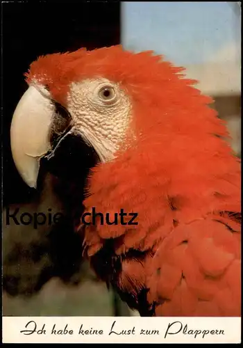 ÄLTERE POSTKARTE PAPAGEI HUMOR ICH HABE KEINE LUST ZUM PLAPPERN Parrot Ara Perroquet Vogel bird postcard Ansichtskarte