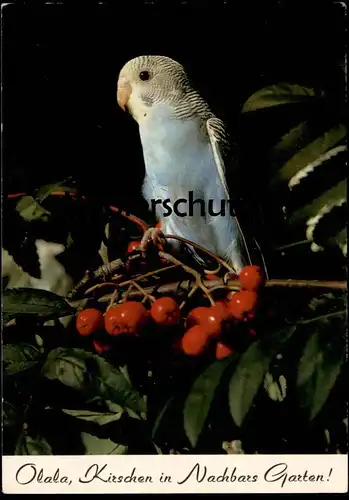 ÄLTERE POSTKARTE WELLENSITTICH HUMOR OLALA KIRSCHEN NACHBARS GARTEN Vogel budgie bird perruche Kirsche cherry postcard