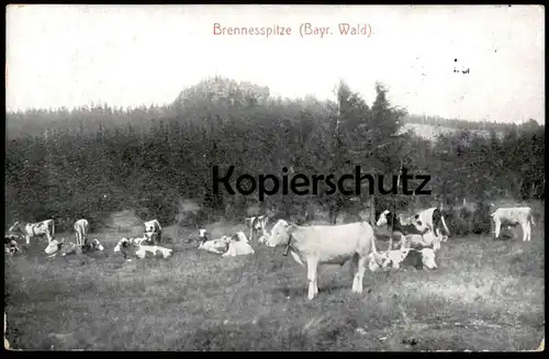 ALTE POSTKARTE BRENNESSPITZE BRENNES GROSSER ARBER PANORAMA GESAMTANSICHT KÜHE BAYERN Ansichtskarte AK cpa postcard