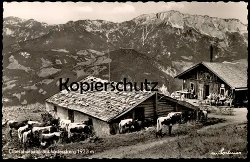 ÄLTERE POSTKARTE OBERAHORNALM MIT UNTERSBERG KÜHE BERCHTESGADEN vaches cows Alm Ansichtskarte AK cpa postcard