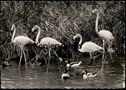 ÄLTERE POSTKARTE FLAMINGOS ENTEN Flamingo flamant Ente Stockente duck Wasservogel Vogel Vögel Ansichtskarte postcard cpa