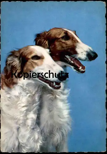ÄLTERE POSTKARTE COLLIES HUNDE HUND COLLIE colley dog dogs chien chiens cpa postcard Ansichtskarte AK
