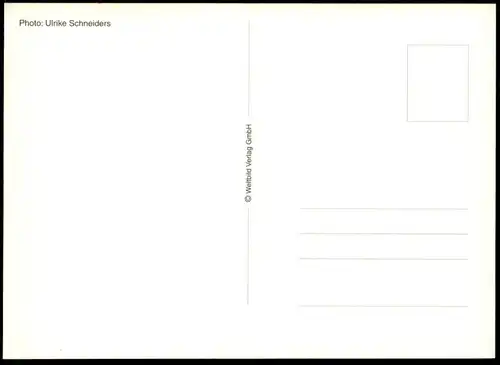 ÄLTERE POSTKARTE TEDDYBÄR WINTER SKI FAHREN SKIFAHREN SKISPORT SKIER Teddy Bären Bär bear ours chistmas cpa AK postcard