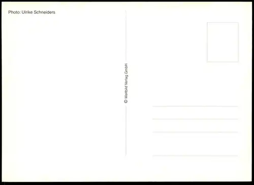 ÄLTERE POSTKARTE TEDDYBÄR WEIHNACHTEN  ADVENT ADVENTSKRANZ Teddy Bären Bär bear ours Hund dog chien chistmas postcard AK