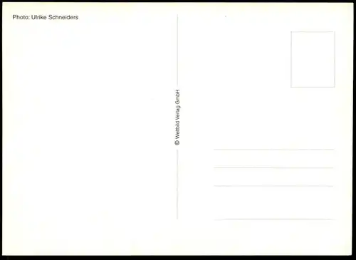 ÄLTERE POSTKARTE TEDDYBÄR WEIHNACHTEN LEBKUCHEPFERD BAUMSCHMUCK CHRISTBAUM Teddy Bären Bär bear ours chistmas postcard