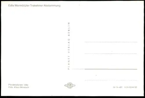 ÄLTERE POSTKARTE FOHLEN STUTE TRAKEHNER SCHIMMEL PFERDE WEIDE WIESE horses horse cheval Pferd Planet Verlag DDR postcard