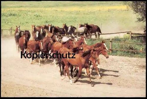 ÄLTERE POSTKARTE WARMBLÜTERHERDE PFERDE WEIDE WIESE horses horse cheval Pferd Planet Verlag DDR Ansichtskarte postcard