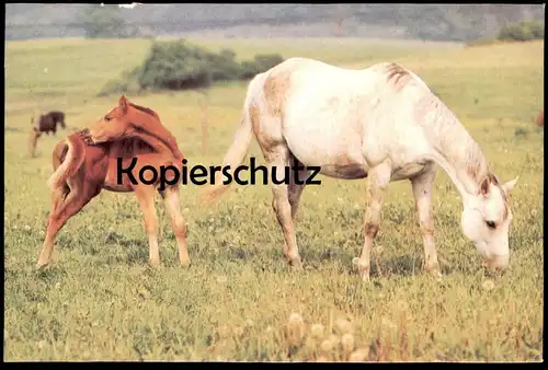 ÄLTERE POSTKARTE FOHLEN UND STUTE SCHIMMEL PFERDE WEIDE WIESE horses horse cheval Pferd Planet Verlag DDR postcard cpa