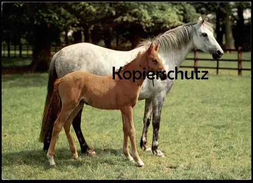 ÄLTERE POSTKARTE FOHLEN UND STUTE SCHIMMEL PFERDE WEIDE WIESE horses horse cheval Pferd Ansichtskarte AK postcard cpa