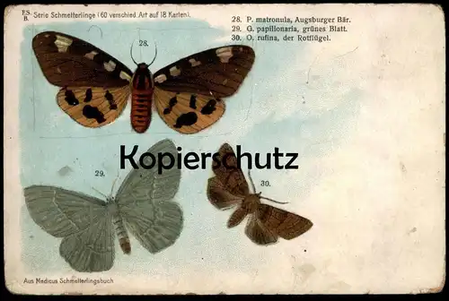 ALTE POSTKARTE SCHMETTERLINGE P. MATRONULA O. PAPILIONARIA O RUFINA ROTFLÜGEL AUGSBURGER BÄR BUTTERFLY Schmetterling AK