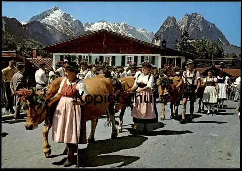 ÄLTERE POSTKARTE ALMABTRIEB FESTSCHMUCK ZUGSPITZGRUPPE ZUGSPITZE BAYERN Kuh Kühe vache cow cows postcard Ansichtskarte