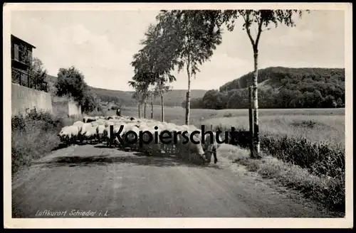 ALTE POSTKARTE SCHIEDER SCHAFE SCHAFHERDE SCHAF SCHWALENBERG AN DER LIPPE Ansichtskarte AK cpa postcard