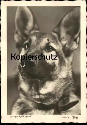 ALTE POSTKARTE JUNGER SCHÄFERHUND german shepherd dog chien berger allemand Verlag Popp Glatz Schlesien postcard AK cpa
