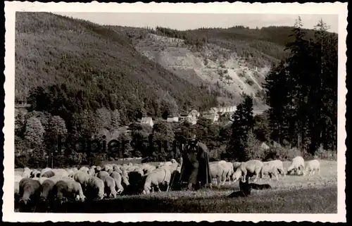 ÄLTERE POSTKARTE SCHÄFER IM SCHWARZATAL SCHAF SCHAFE BAHNPOSTSTEMPEL NAUMBURG Thüringen shepherd Ansichtskarte postcard