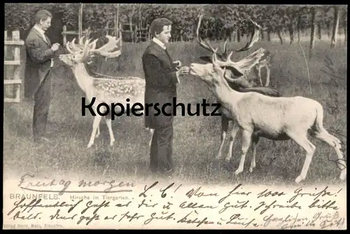 ALTE POSTKARTE BRAUNFELS HIRSCHE IM TIERGARTEN TIERPARK ROTWILD ROE DEER Chevreuil cerf Ansichtskarte AK cpa postcard