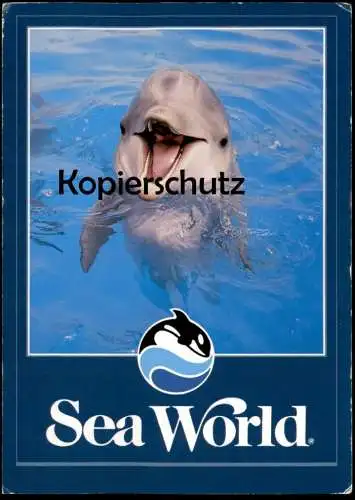 POSTKARTE SEA WORLD A FRIENDLY SMILE FROM ONE OF THE DOLPHINS Delphin-Show Delphine Delfine Delfin Dolphin Dauphin Zoo