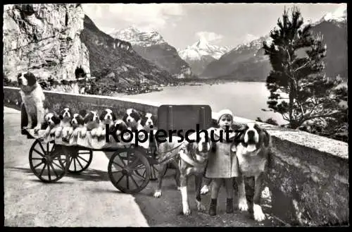 ÄLTERE POSTKARTE FLÜELEN ST. BERNHARD URI BERNHARDINER HUND HUNDE WELPEN dog dogs puppies chien Kind child cpa postcard