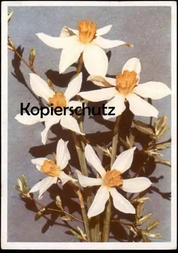 ALTE POSTKARTE BLUMEN NARZISSEN LUCIFER NARZISSE Narcisse Daff Daffodil Daffodils Flowers Fleurs Ansichtskarte postcard