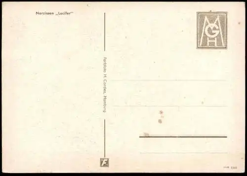 ALTE POSTKARTE BLUMEN NARZISSEN LUCIFER NARZISSE Narcisse Daff Daffodil Daffodils Flowers Fleurs Ansichtskarte postcard