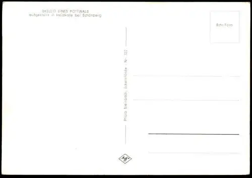 ÄLTERE POSTKARTE POTTWAL SKELETT EINES POTTWALS AUFGESTELLT IN HEIDKATE BEI SCHÖNBERG AMT PROBSTEI WAL WHALE BALEINE AK