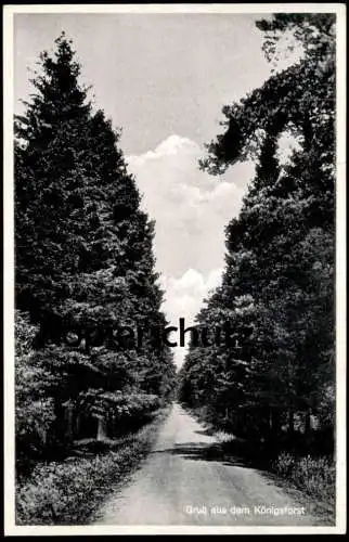 ALTE POSTKARTE GRUSS AUS DEM KÖNIGSFORST KÖLN WALD BÄUME TANNEN FORST PARK Baum Ansichtskarte AK cpa postcard