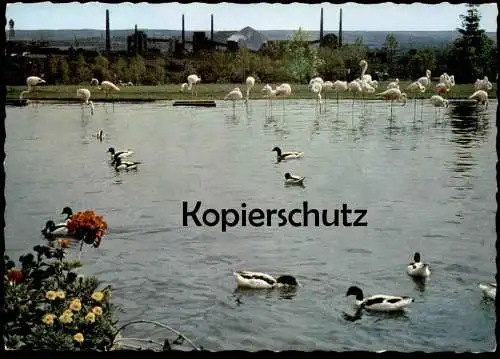 ÄLTERE POSTKARTE DORTMUND BUGA 1959 TIERPARADIES FLAMINGOTEICH Flamingo Flamingos Flamant postcard Ansichtskarte AK cpa