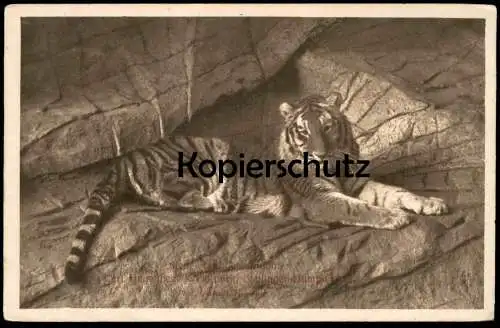 ALTE POSTKARTE TIGER CARL HAGENBECK OFFENE RAUBTIERSCHLUCHT HAMBURG Raubkatze Katze Grosskatze big cat of prey le félin