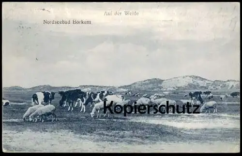 ALTE POSTKARTE NORDSEEBAD BORKUM AUF DER WEIDE WIESE KÜHE SCHAFE 1909 Kuh Schaf vache cow Ansichtskarte AK cpa postcard