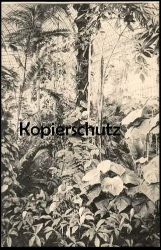 ALTE POSTKARTE BOTANISCHER GARTEN BERLIN DAHLEM ANSICHT AUS DEM GROSSEN TROPENHAUS TROPEN Botanik Pflanzen botany garden