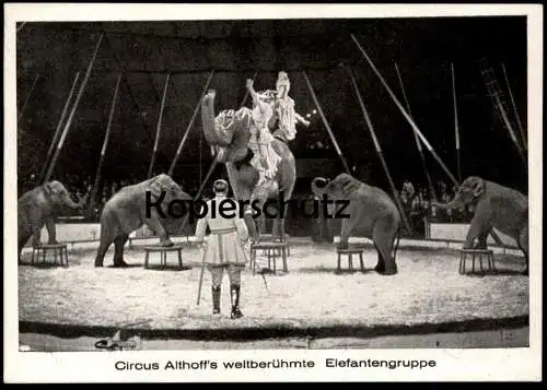 ALTE POSTKARTE ELEFANTENGRUPPE CIRCUS ALTHOFF Elefanten Zirkus elephant Elefant elephants tusker Ansichtskarte postcard