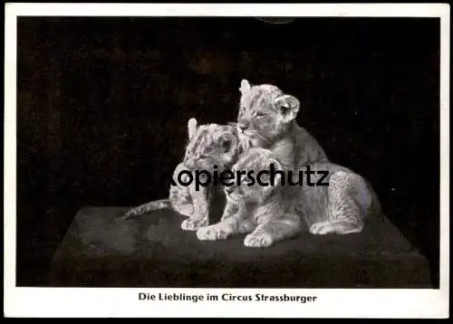 ALTE POSTKARTE DIE LIEBLINGE IM CIRKUS STRASSBURGER TIGER Tiere Zirkus cirque circus tigre Ansichtskarte postcard cpa AK