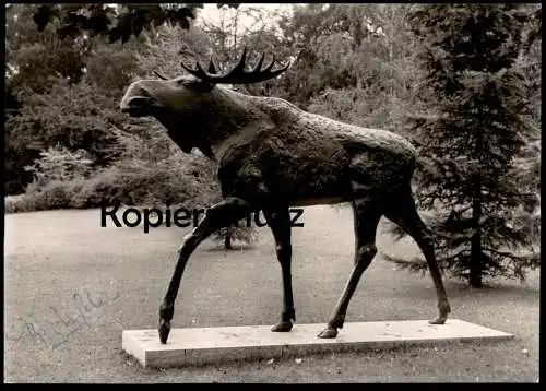 ÄLTERE POSTKARTE BIELEFELD ELCHSTANDBILD ALS PATENGESCHENK FÜR DIE GUMBINNER IM OETKERPARK 1961 Elch moose Gumbinnen AK