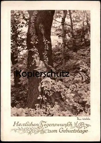 ALTE POSTKARTE IM WALDE HERZLICHEN SEGENWUNSCH ZUM GEBURTSTAGE WALD BAUM FARN BÄUME Botanik Pflanzen botany AK postcard